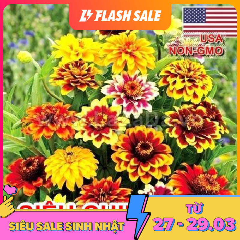 30h Hạt Giống Cúc Lá Nhám Lùn Siêu Chịu Nhiệt Cực Dễ Trồng (C4.200| -KD: B42*V73*M179)