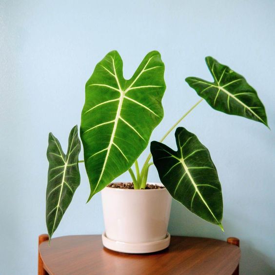 Môn Frydek ( Alocasia Frydek ) - Cây cảnh để bàn