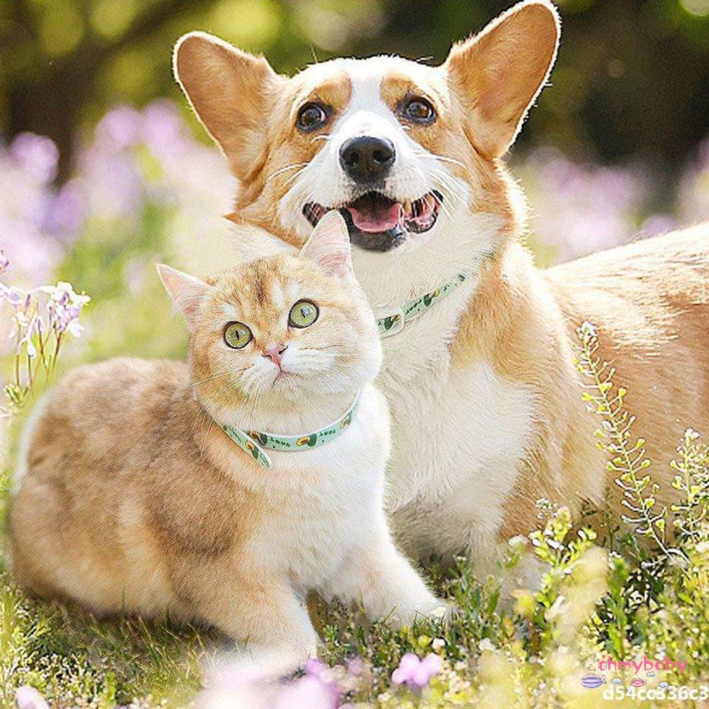 Vòng đeo cổ đuổi côn trùng cho thú cưng