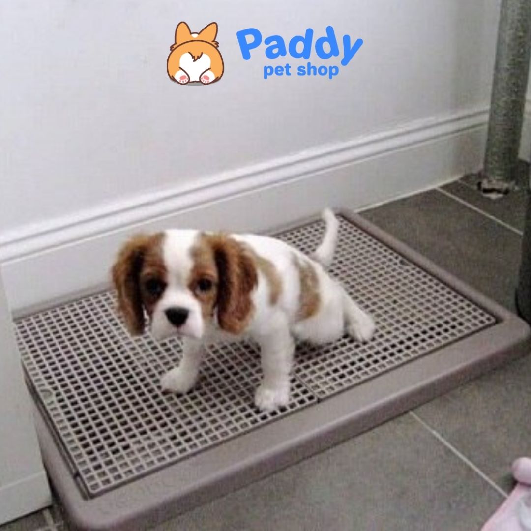 Dog Litter Tray Random Color