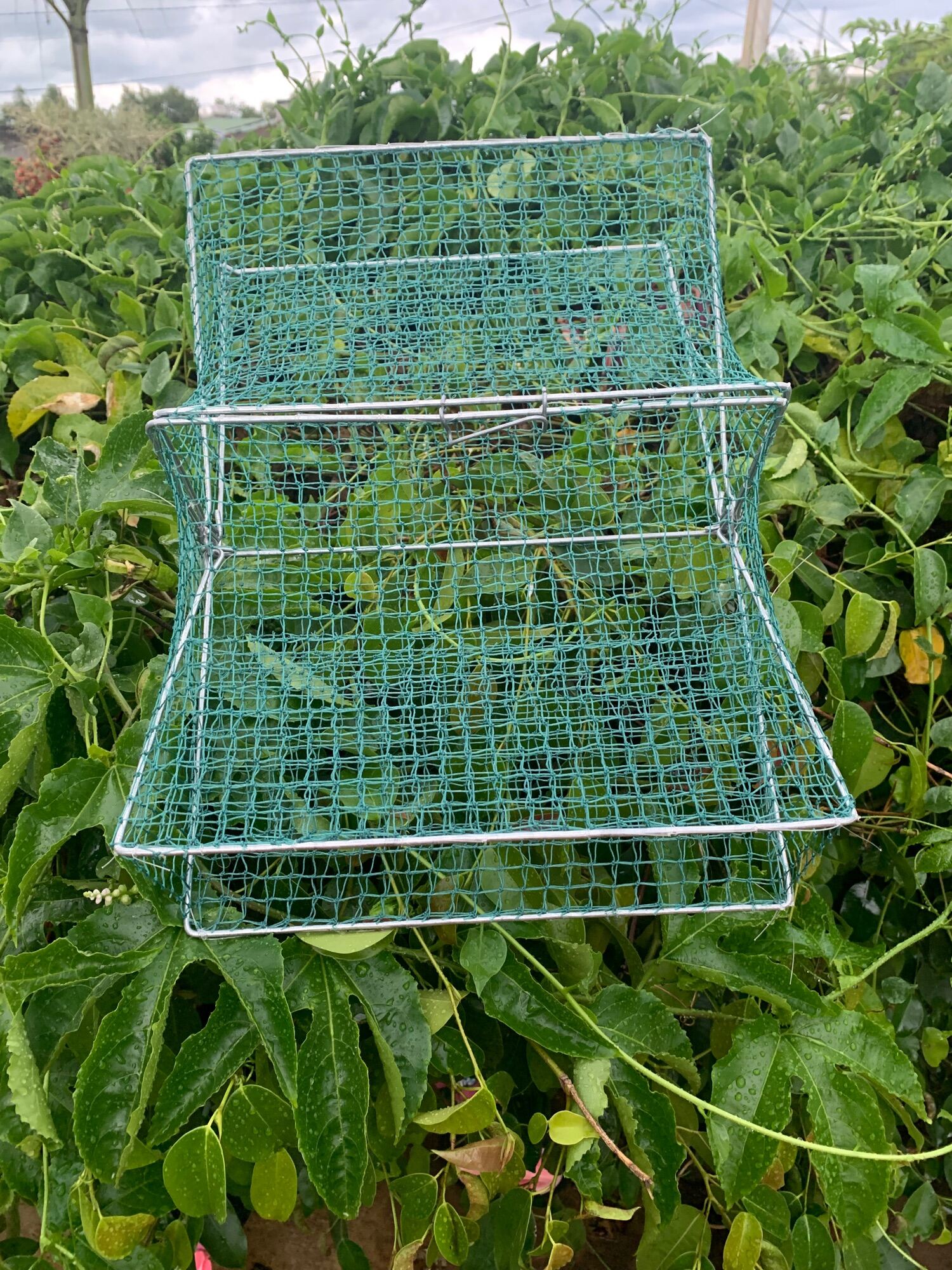 [Tặng Mồi ] Lồng bẫy cua hiệu quả
