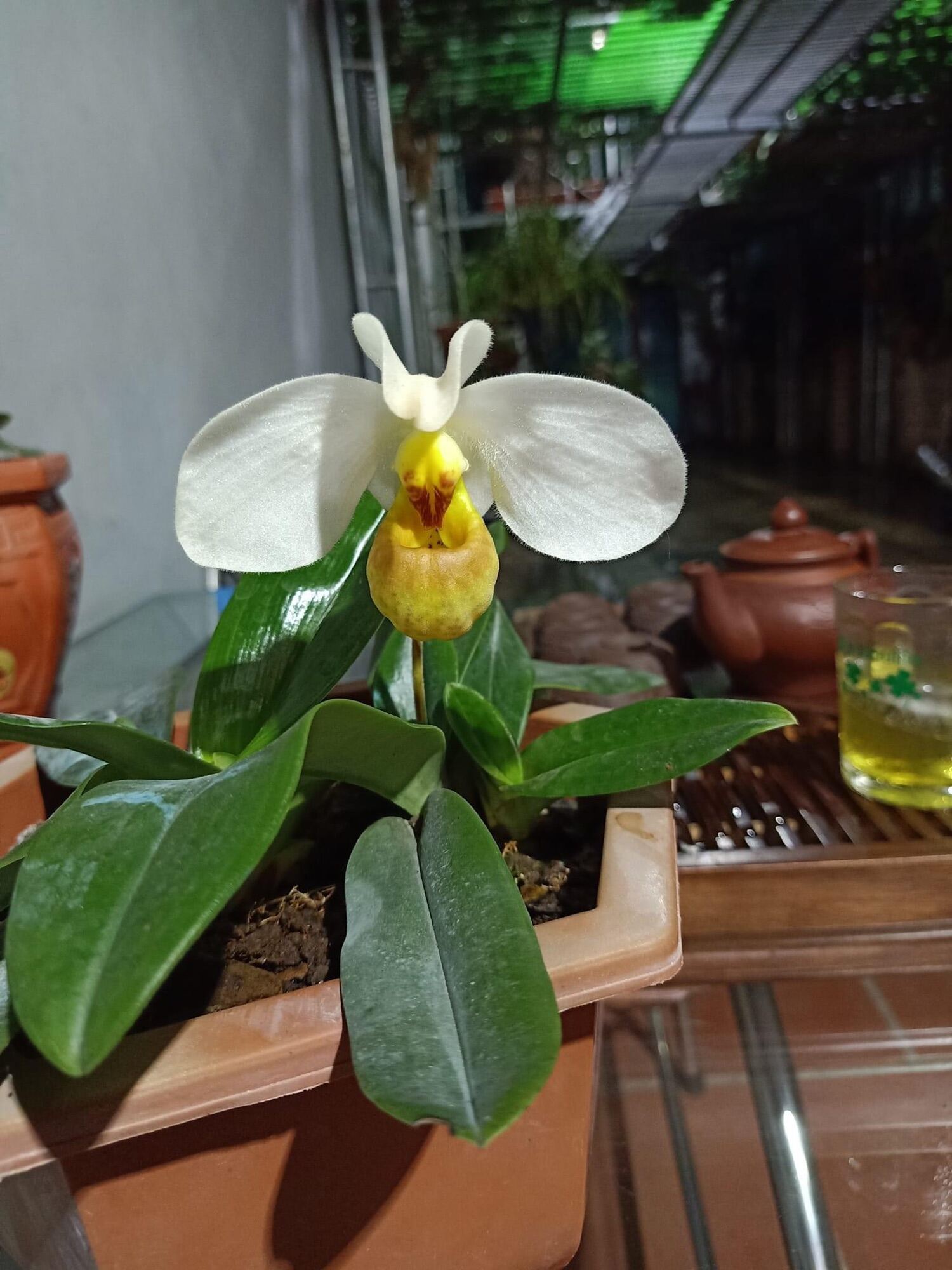 Hoa Lan đột biến hài hằng(1 cây) qq