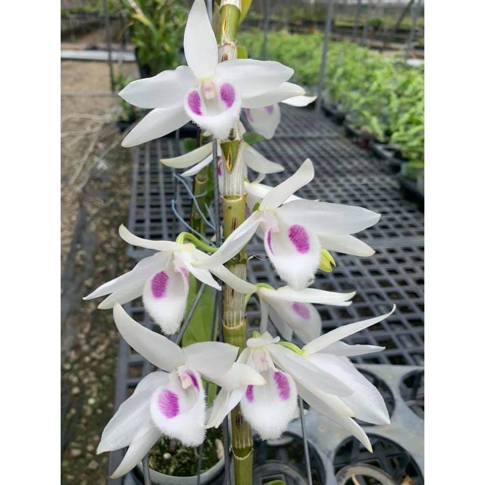 Hoa Phong Lan Giả Hạc Phi Điệp Đột Biến 5 Cánh Trắng Phú Thọ