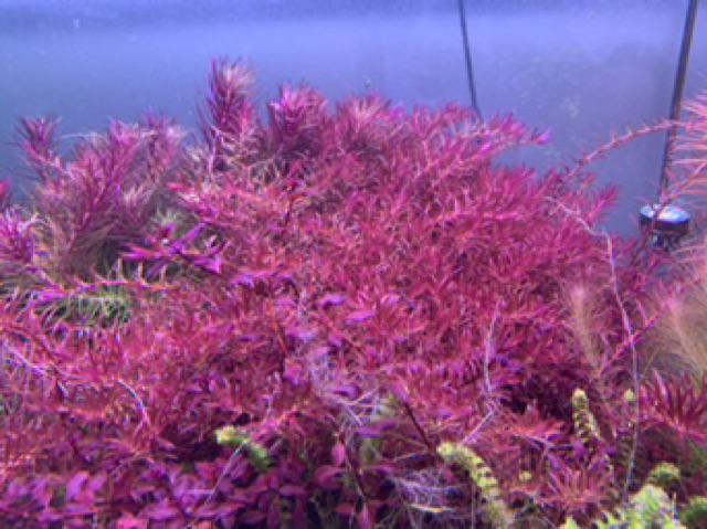 Cây Thủy Sinh Rotala Colorata - 30k/20ngọn