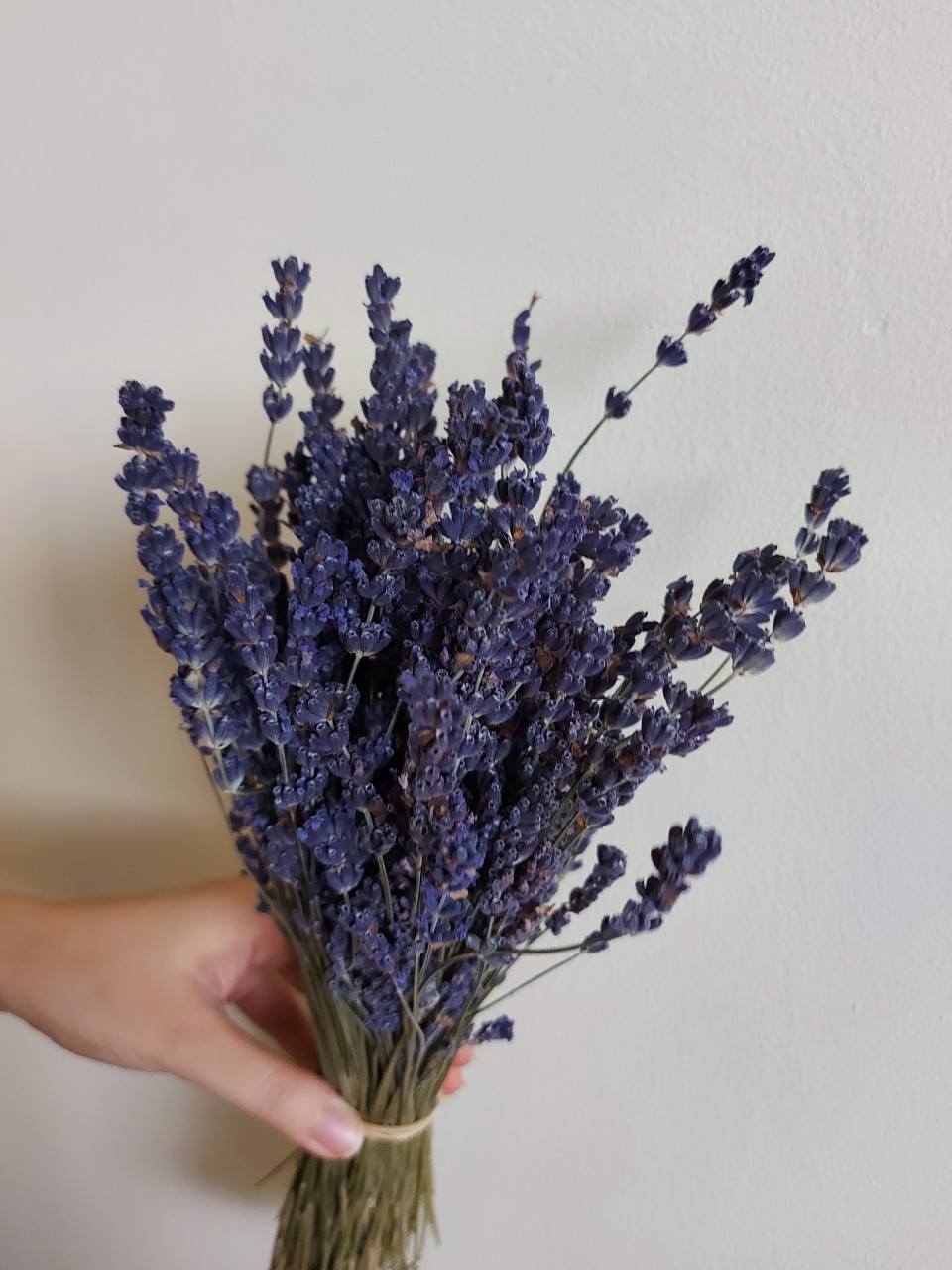 Bó Lavender khô Pháp 300 cành