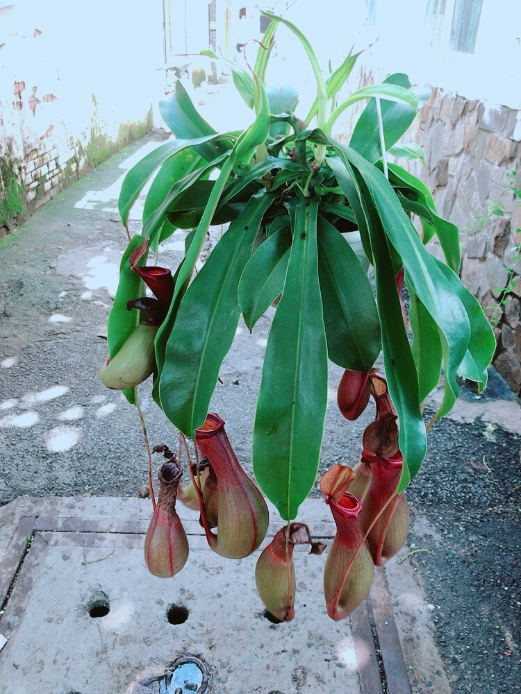 Cây Nắp Ấm Size Đại
