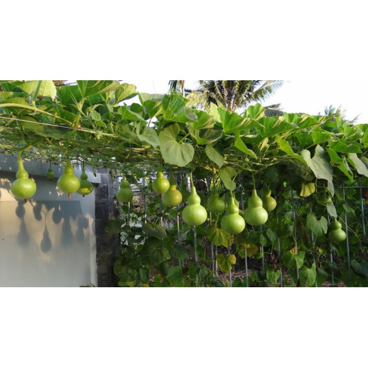 Hạt Giống Bầu Hồ Lô Cao Sản - 6 Hạt