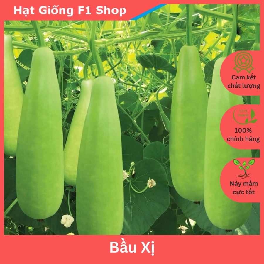 Hạt Giống Bầu Xị Lai F1 Đặc Ruột