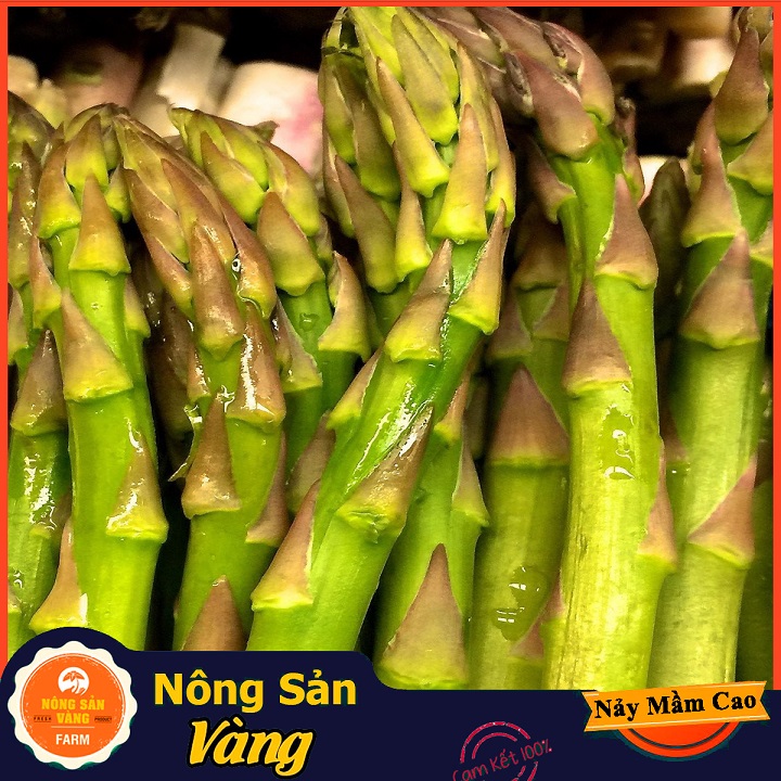 Hạt giống Rau Hoàng Đế (Măng Tây Xanh) Loại Cây Trồng Ưa Khí Hậu Mát, Ưa Ánh Sáng Mặt Trời (Gói 40 Hạt) - Nông Sản Vàng