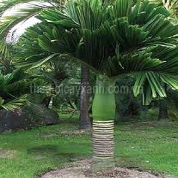 CÂY GIỐNG CAU LÙN TỨ QUÝ SIÊU QUẢ