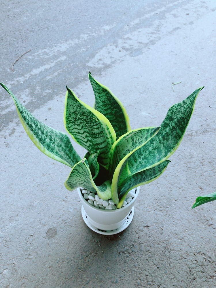[HCM]Chậu Cây Lưỡi Hổ Cao