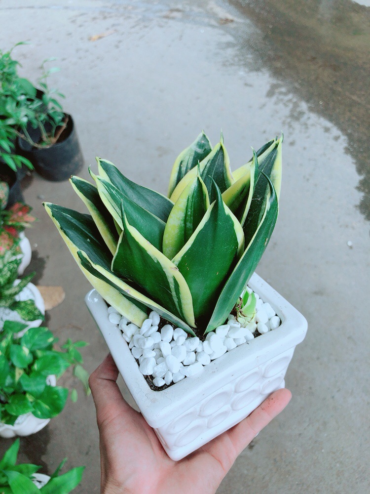 [HCM]Chậu Lưỡi Hổ Thái Xanh