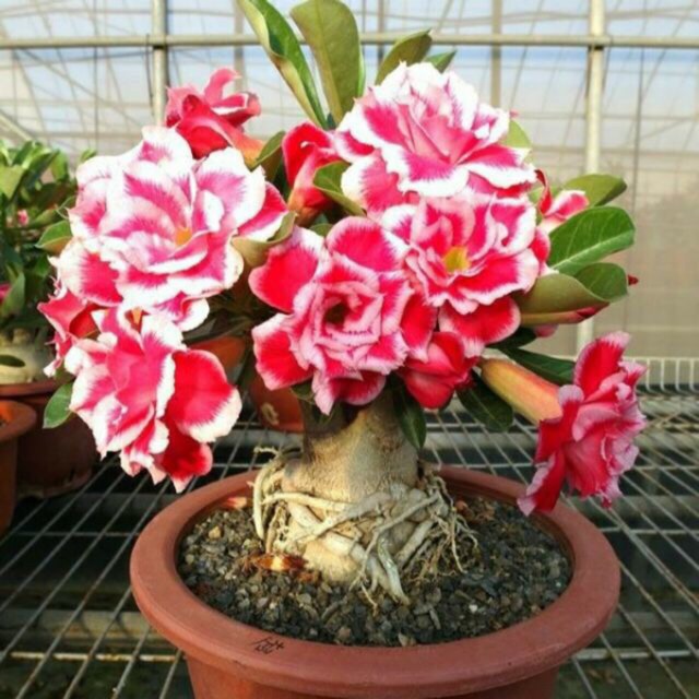 Sứ thái giống mới loại siêu hoa