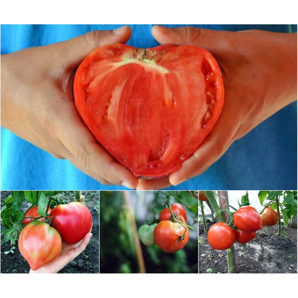 Hạt giống Cà Chua Trái Tim F1