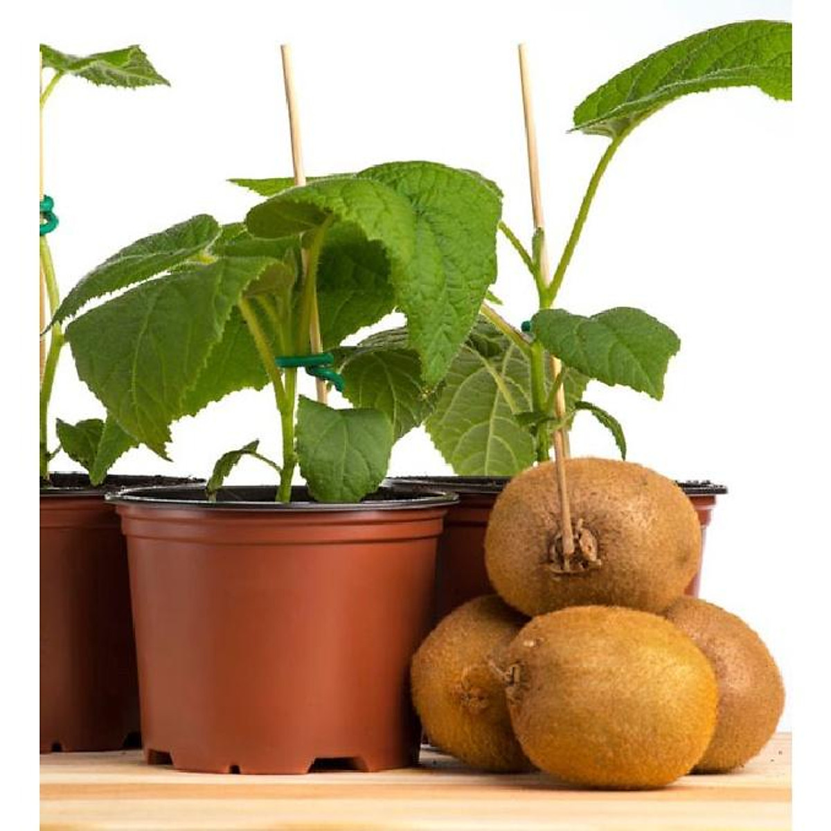 Hạt giống cây ăn trái kiwi - 1 gói 30 hạt