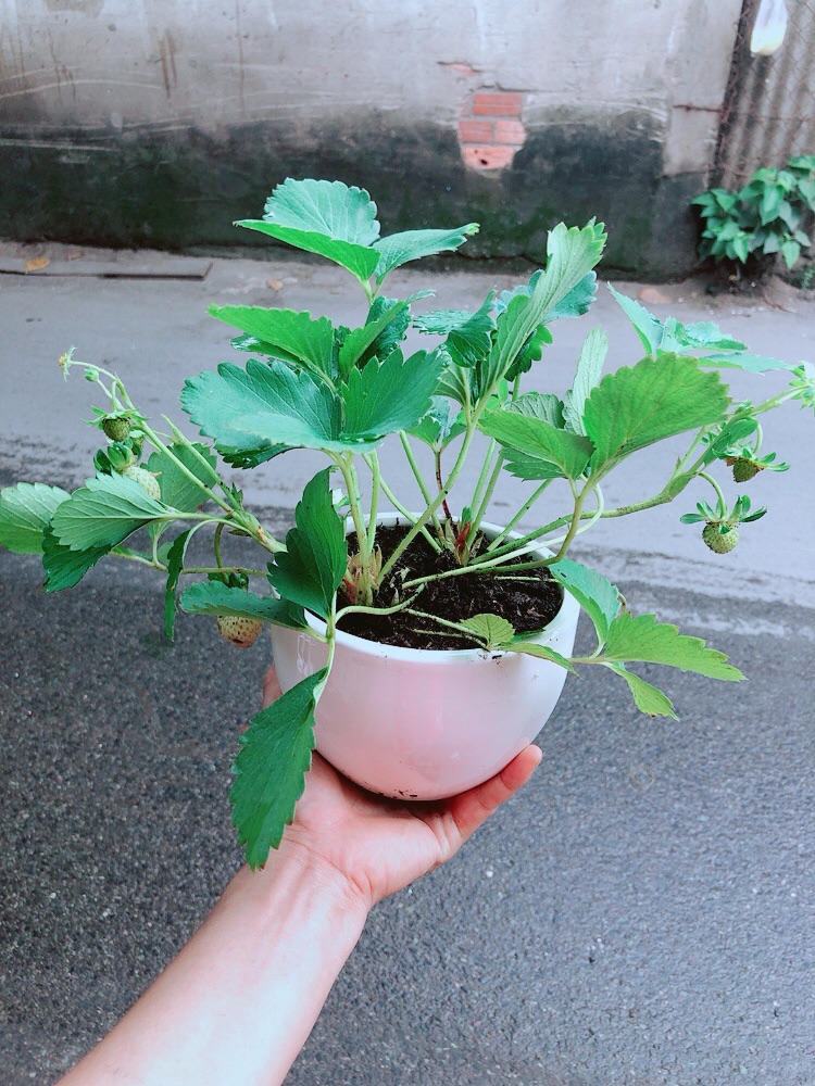 Chậu Dâu Tây