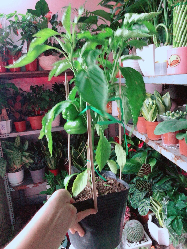 Cây Ớt Chuông