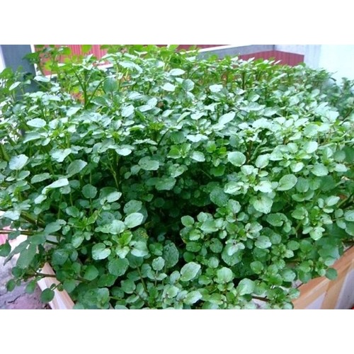 HẠT GIỐNG XÀ LÁCH XOONG