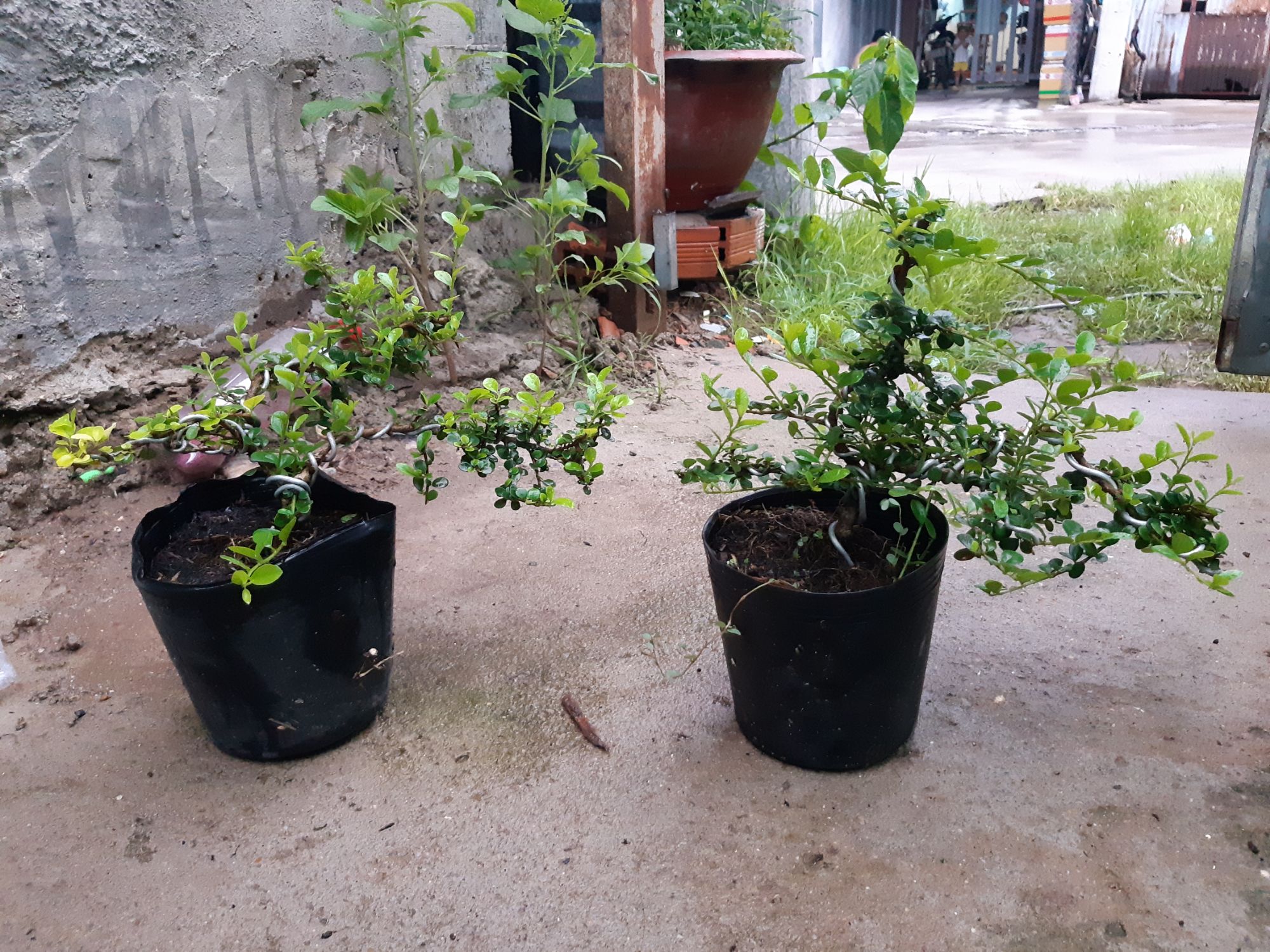 sam trái bonsai mini