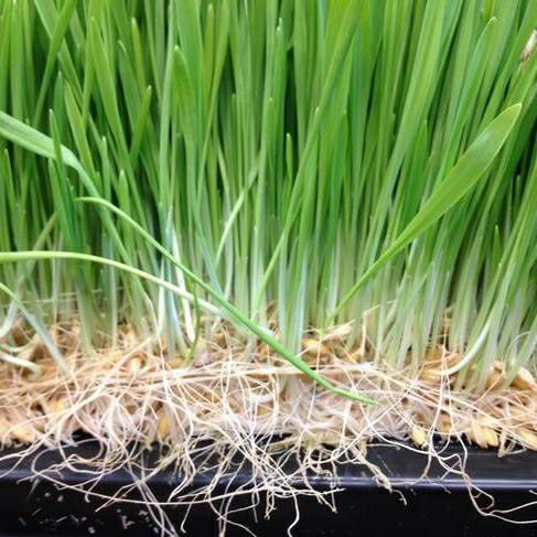 hạt giống mầm lúa mạch - gói 100gr