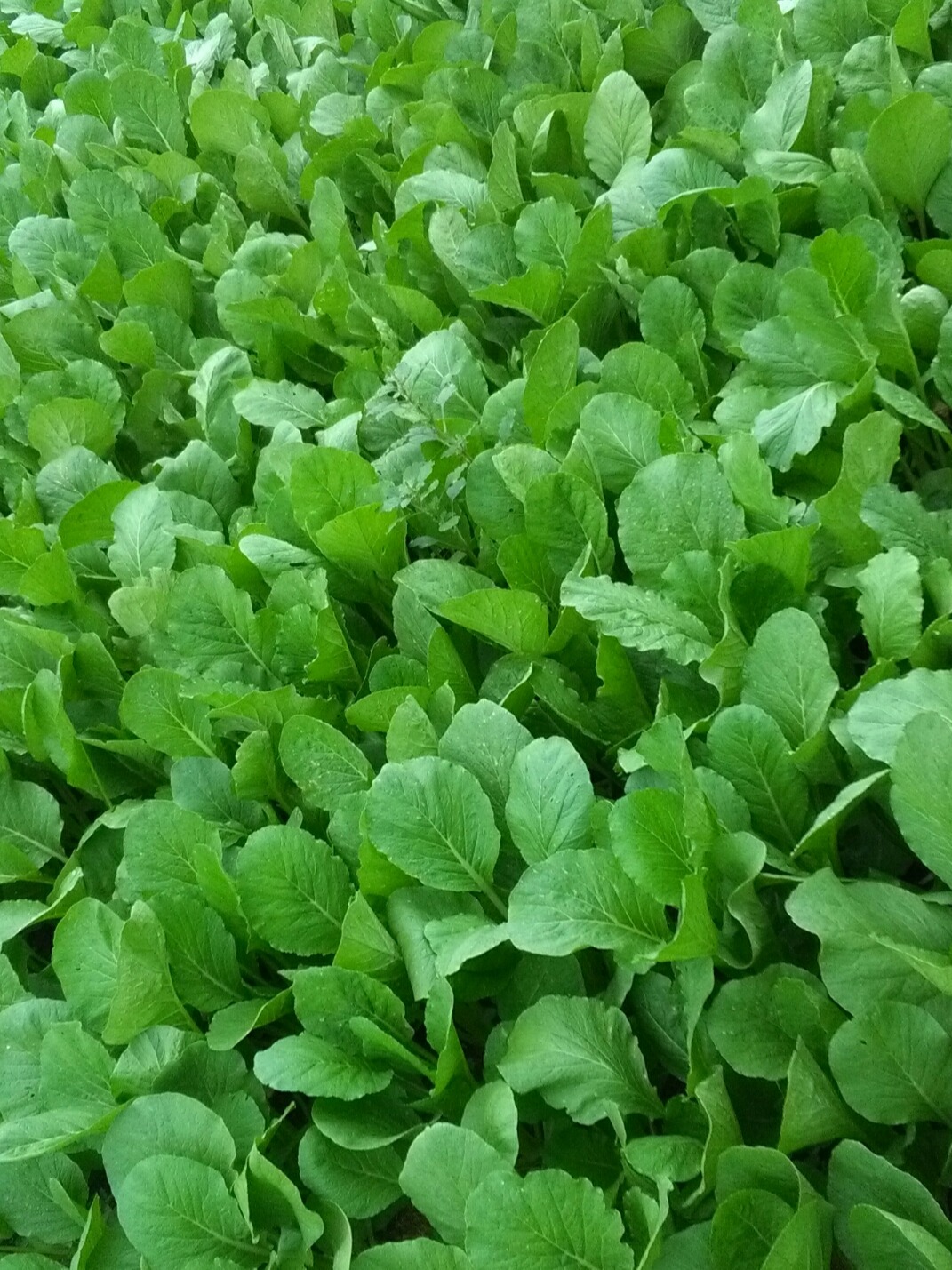 [HCM]SIÊU BÉO MẬP