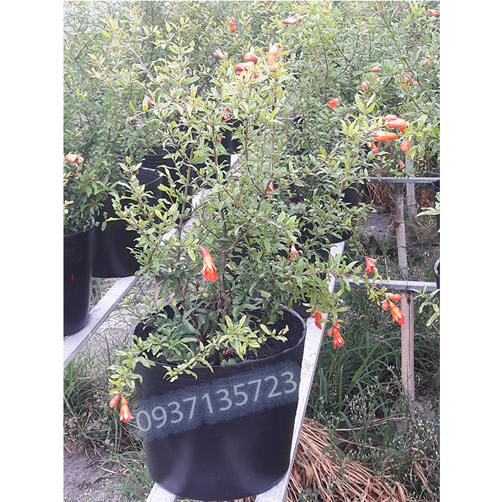 [HCM]cây lựu  lê  ( lựu kiểng ) -- cao từ 45-60 cm