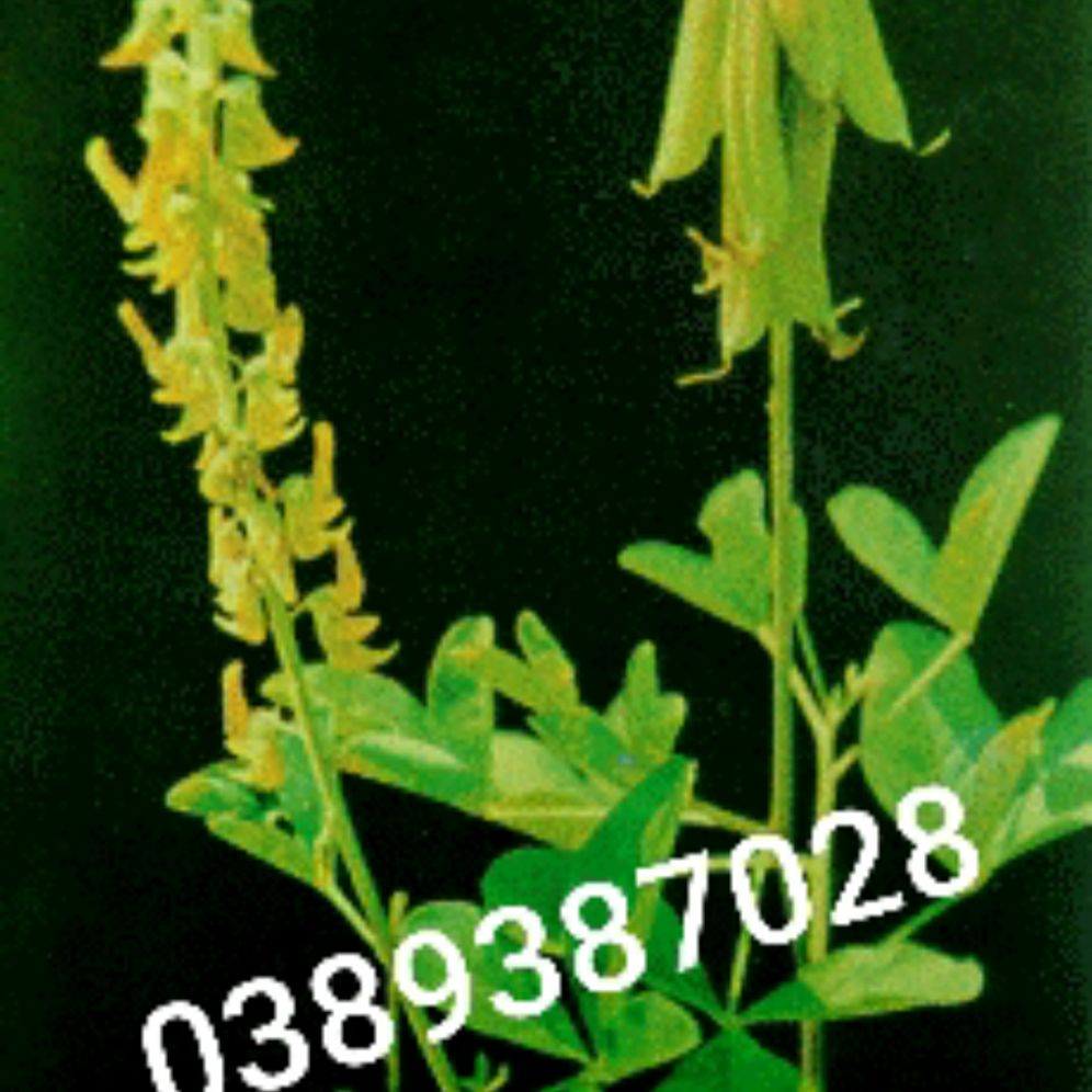 cây lục lạc gồm(rễ,cây lá và hạt)500g