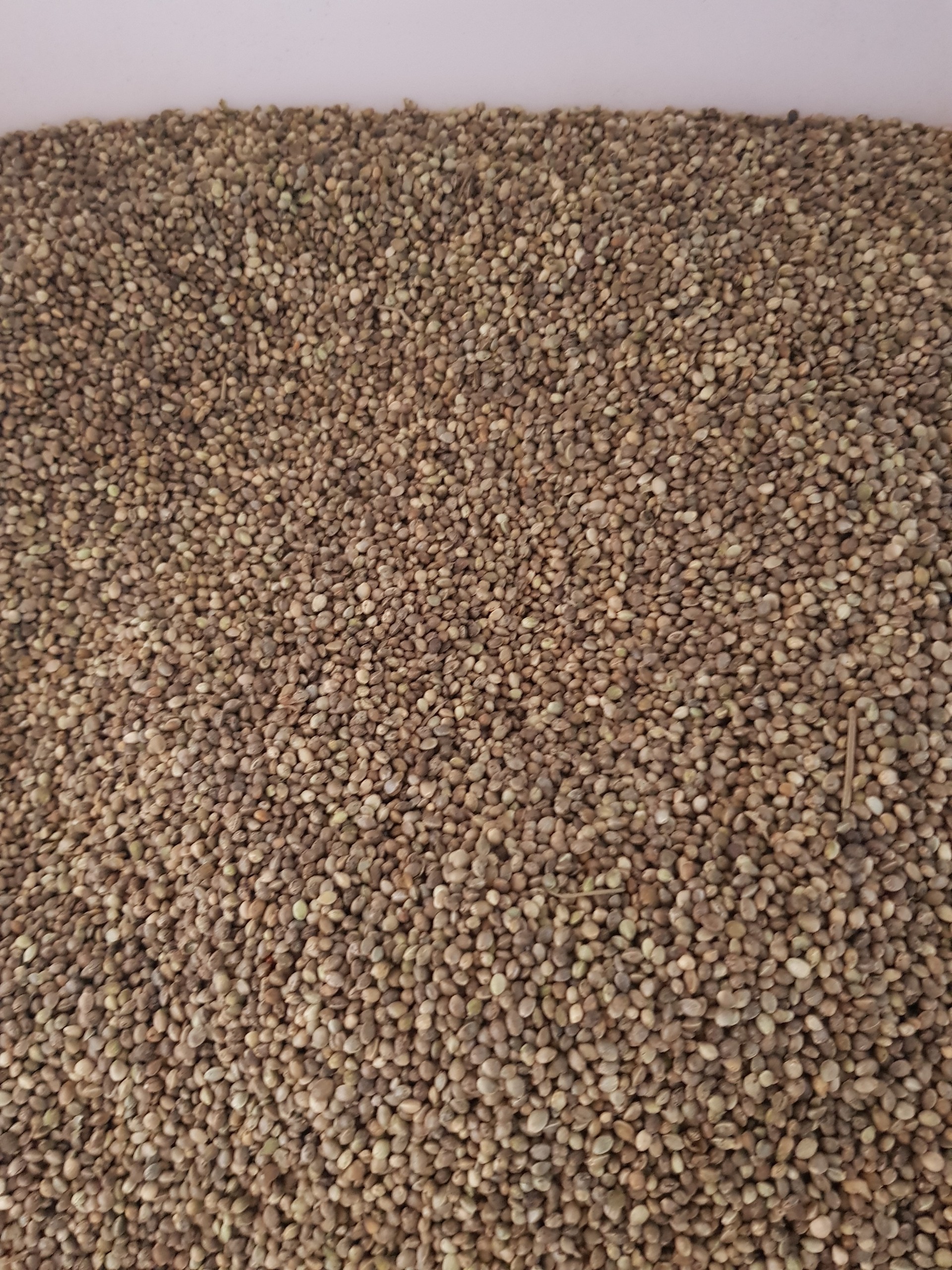 Hạt láng tròn cho gà, vẹt, hamster gói 100g