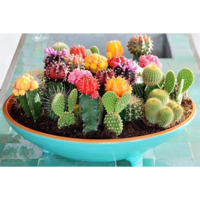 Hạt giống hoa Xương rồng