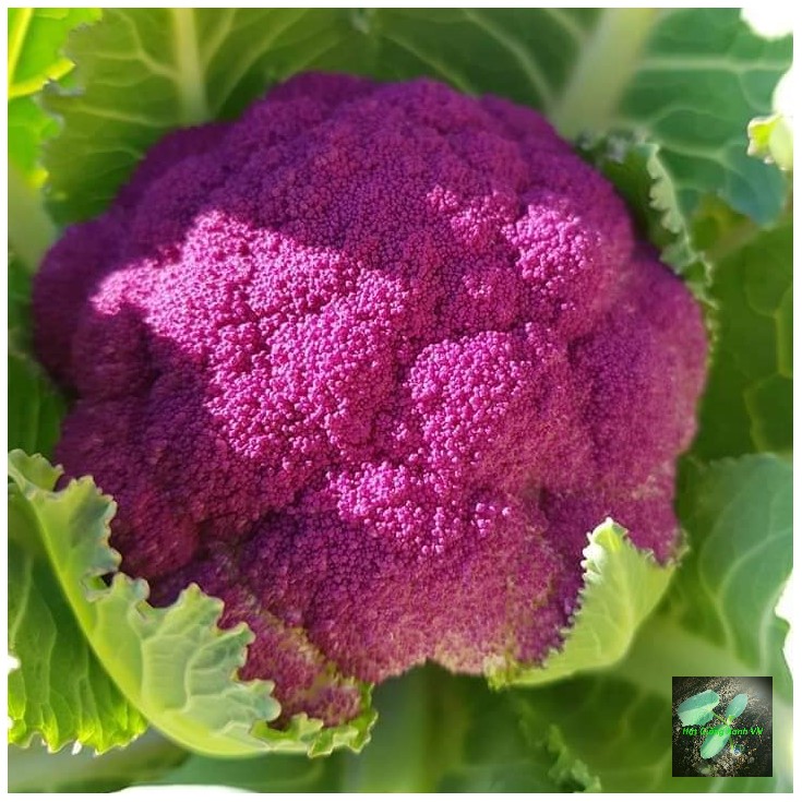 [Seeds] Hạt giống súp lơ tím (bông cải tím) RD228, đóng gói 1gr