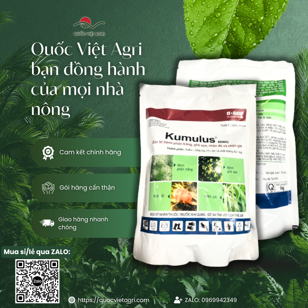 Thuốc trừ bệnh KUMULUS 80WG (gói 1KG) - Sulfur 800g/kg Trừ bệnh phấn trắng, ghẻ sẹo, nhện đỏ, nhện gié