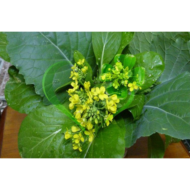 Hạt giống cải ngồng (cải ngọt bông) - gói 20 gram