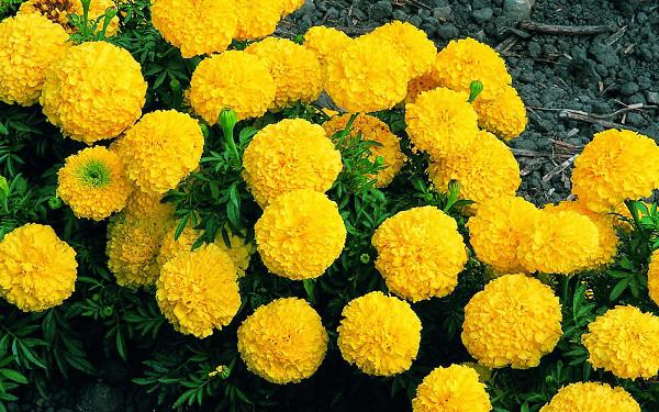 100 hạt giống hoa cúc vạn thọ