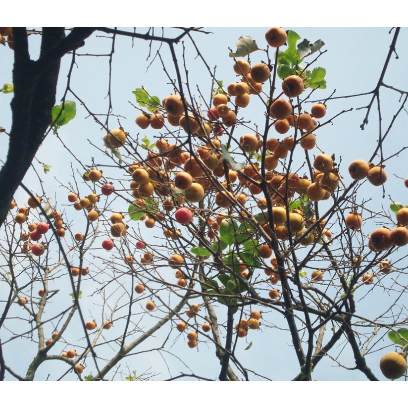 CÂY GIỐNG HỒNG TRỨNG ĐÀ LẠT