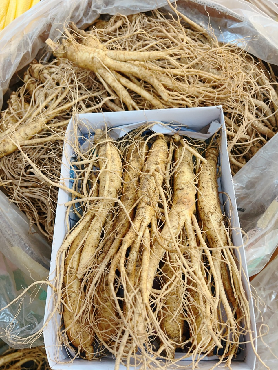 [Toàn Quốc] 185.000/1 củ size sâm 10-11 củ/kg Nhân sâm tươi Hàn Quốc
