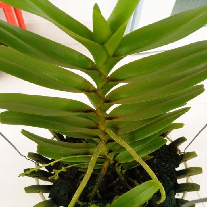 Hoa lan bạch nhạn ( cây to 40cm)