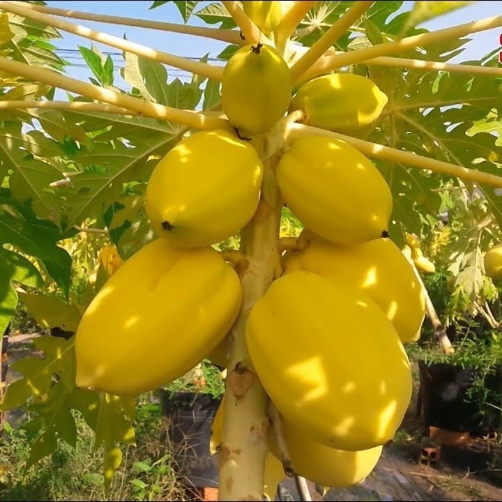 RD Đu đủ vỏ vàng Vĩnh Thành (5 hạt)