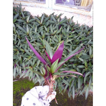 Cây lẻ bạn trồng chậu hoặc trồng viền, cây nấu nước sâm