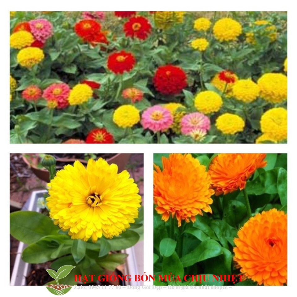 28B Hạt Giống Hoa Cúc Susi Cao Nhiều Màu 30H Đến Mùa Trồng Tết