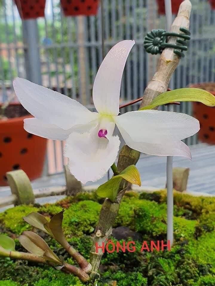 Phi Điệp Hồng Bích Quyết CÂY RA CHAI NĂM HAI