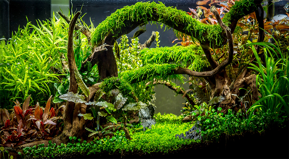 Tranh 3d hồ cá cảnh cây thủy sinh đặc biệt, có keo sẵn, tặng kèm đồ dán tranh, kích thước đa dạng phong phú