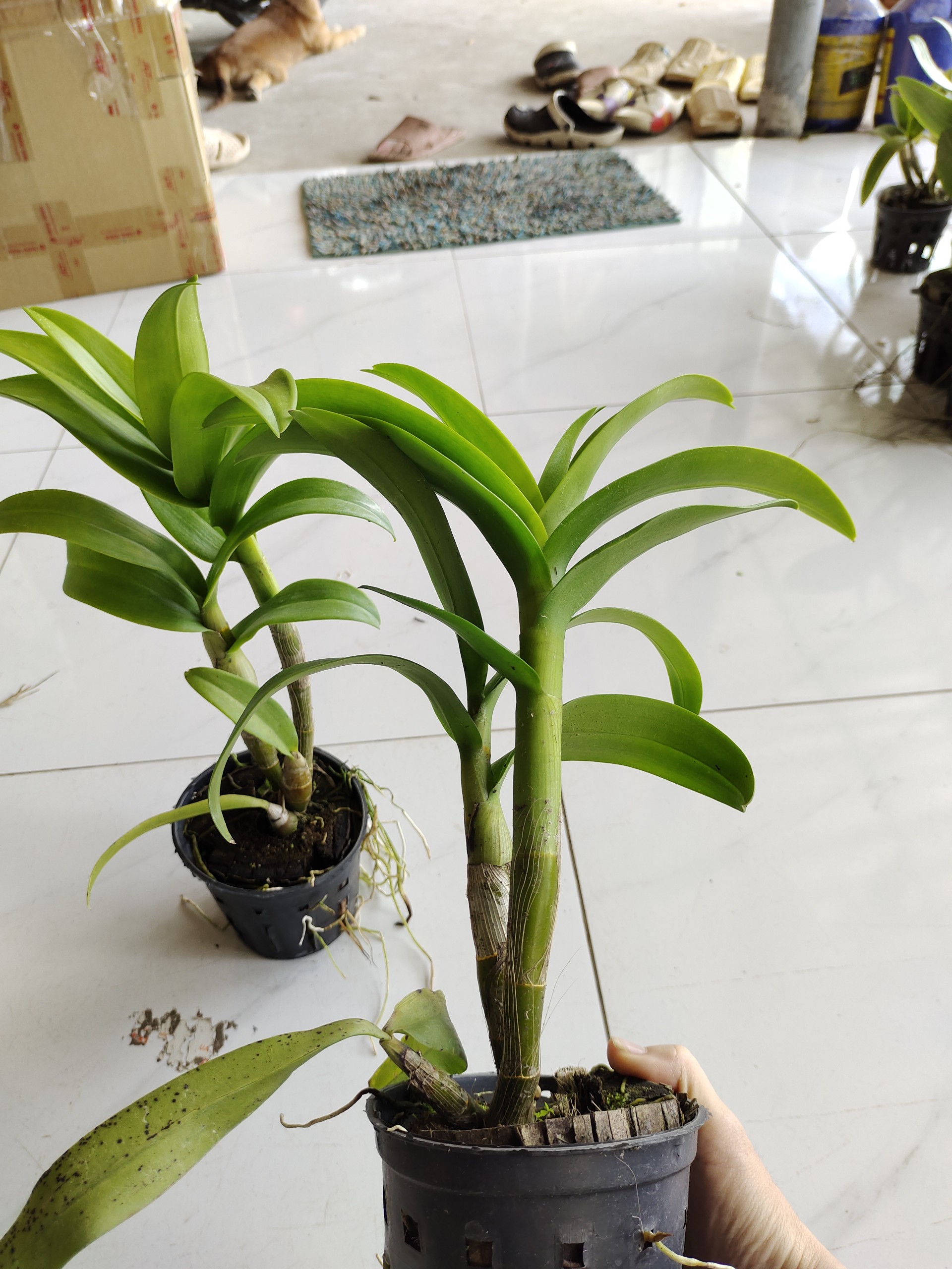 Den lai Hồ Điệp hoa màu tím