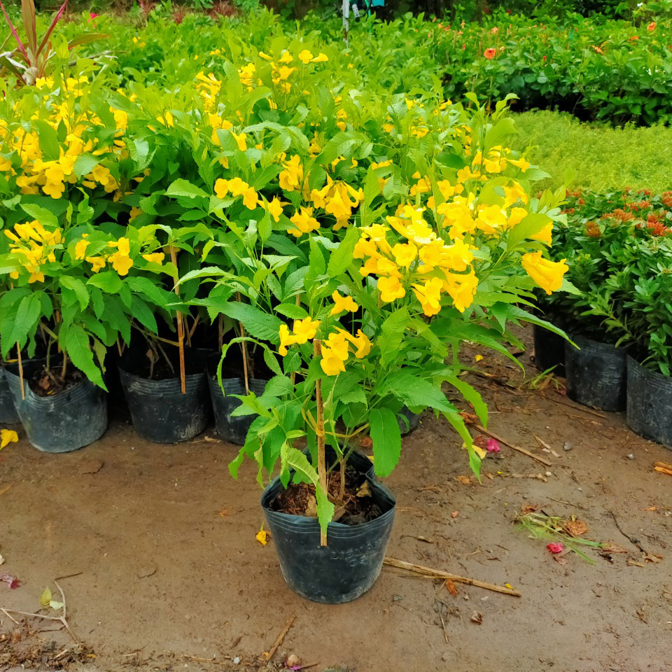 Cây hoàng yến/ chuông vàng- Hoa đẹp trang trí sân vườn- Hoa kiểng Nguyễn Lộc