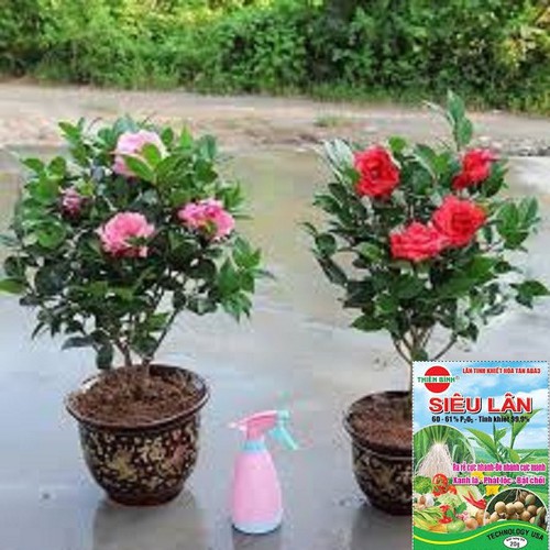 Cây Hoa Trà mi chậu bầu đang nụ hoa chuẩn tết - HTMB