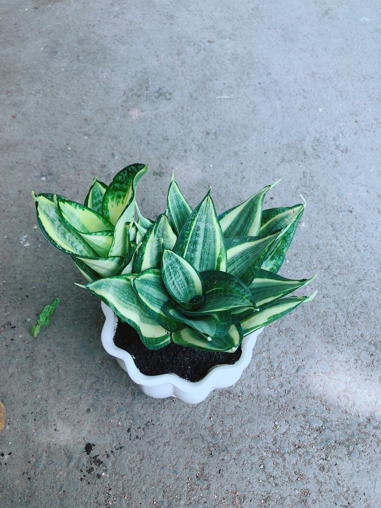 Chậu Lưỡi Hổ Thái Vàng