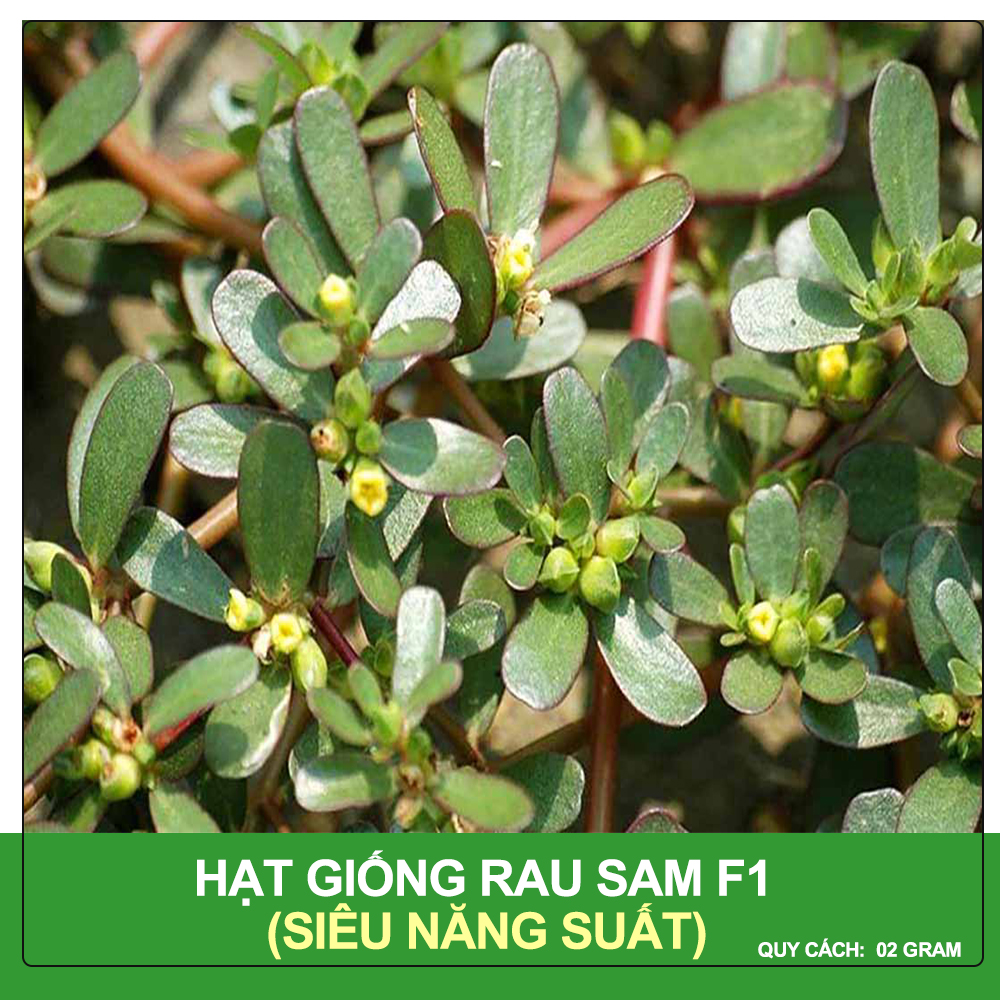 Hạt Giống Rau Sam - Siêu Năng Suất, Hạt Nảy Mầm Nhanh