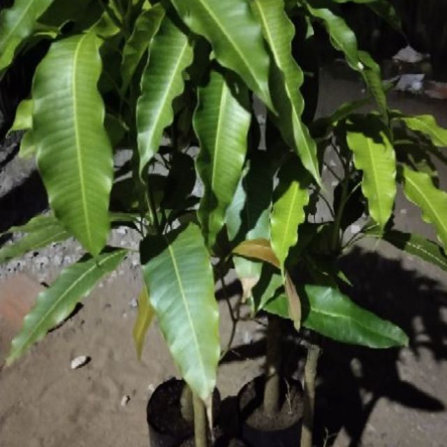 Xoài cát Hòa Lộc 100k / cây