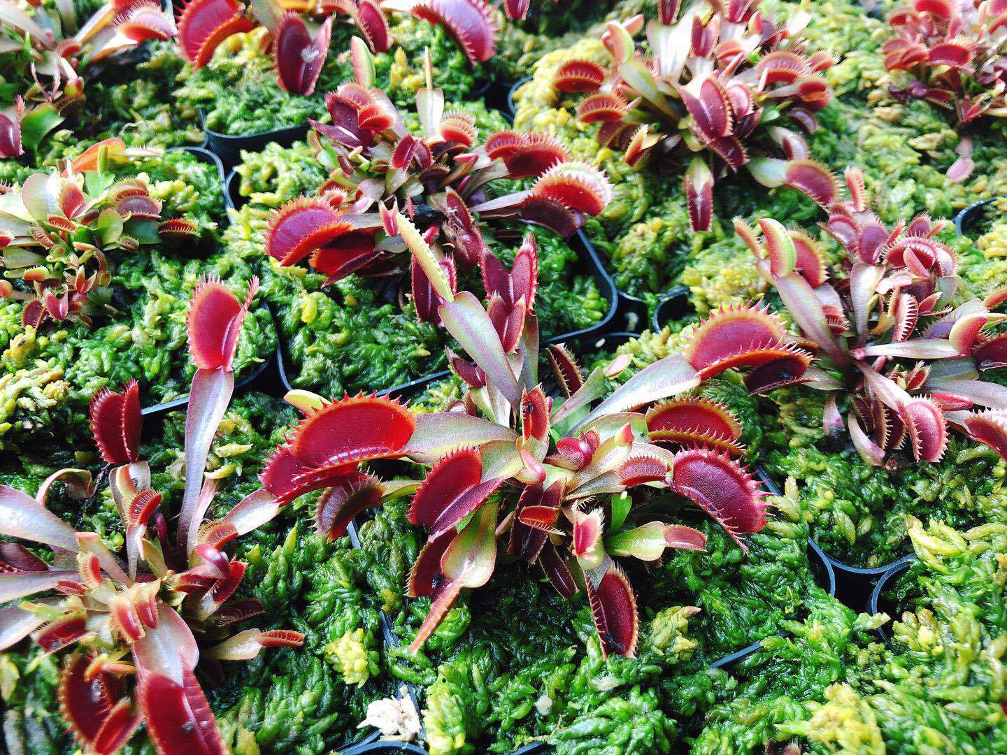 Cây ăn thịt venus flytrap