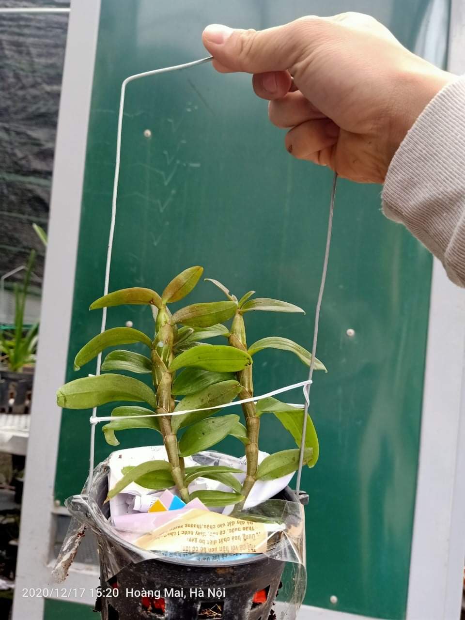 Phi Điệp - Dã Hạc Bệt Ma Bó chậu Năm hai