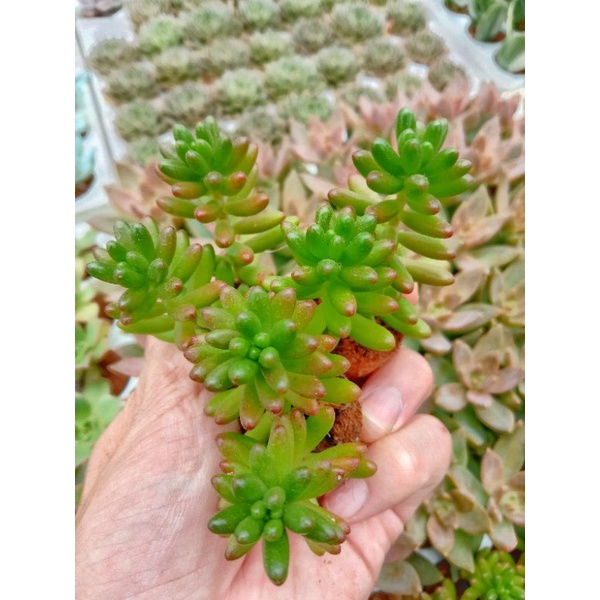Sen Đá Thạch Ngọc Đỏ Mini - Jelly Bean - SEDUM RUBROTINCTUM